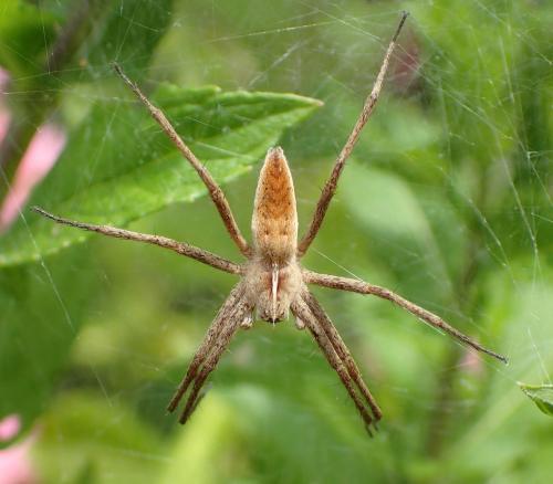 Pisaura mirabilis